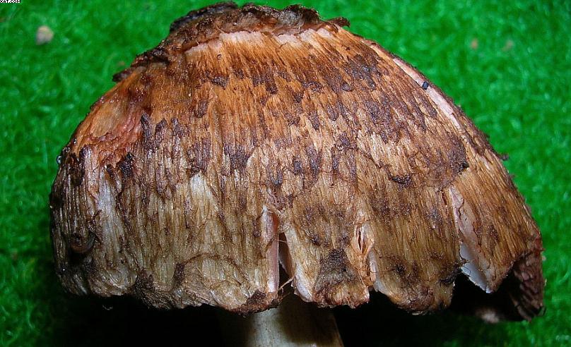 Inocybe haemacta (    Berk. & Cooke)    Sacc.